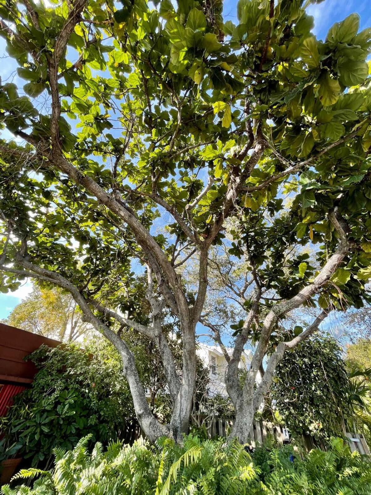 Delight And Cozy Apt Close To Las Olas & The Beach Fort Lauderdale Extérieur photo